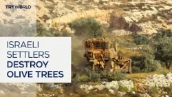 Israeli violence disrupts Palestine's ancient olive harvest