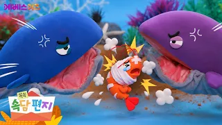 Why do the shrimp get hurt when whales fight? | Caught in the crossfire | Proverb Letters | TV Ki...