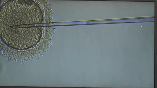 CELE MAI ÎNALTE STANDARDE PENTRU FERTILIZAREA IN VITRO