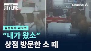 [김종석의 리포트]“내가 왔소”…상점 방문한 소 떼 / 채널A / 뉴스A CITY LIVE