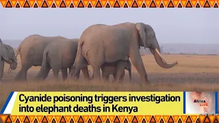 Cyanide poisoning triggers investigation into elephant deaths in Kenya