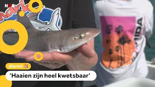More and more sharks born in the North Sea: 'We want to protect them'
