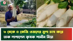 ৩ থেকে ৪ কেজি ওজনের মুলা চাষ করে তাক লাগালেন কৃষক শামীম মিয়া | Netrokona | Giant Radish | News