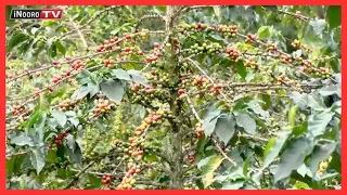 Thirikari ya kauntĩ kũhũra njeki ũrĩmi wa kahũa, Kirinyaga