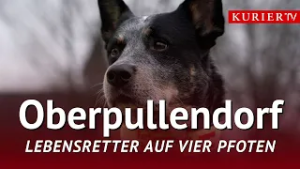 Rettungshunde: Helden mit Fell und Herz