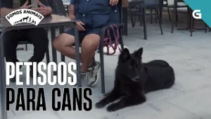 Consellos prácticos e PETISCOS SAUDABLES para que o teu CAN se relaxe nas terrazas | SOMOS ANIMAIS
