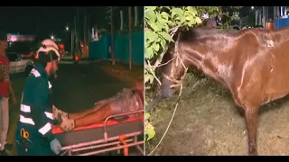 Drunk man flips horse-drawn cart on Carretera Norte