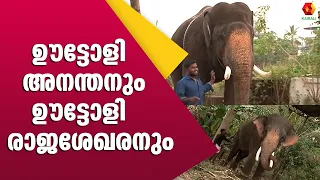 ഉയരത്തിൽ രണ്ടാമൻ ഊട്ടോളി രാജശേഖരൻ | E4Elephant | Oottoli Rajasekharan