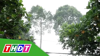 Dong Thap proactively responds to tropical depression in the East Sea | THDT