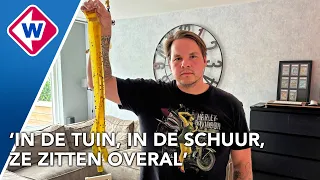 In de woonkamer, schuur en tuin: buurt wordt gek van vliegenoverlast