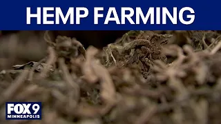Pending hemp ban threatens jobs in Minnesota