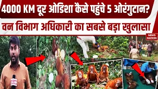 Orangutan in Odisha: 4000 KM दूर है ओडिशा कैसे पहुंचे 5 ओरंगुटान? वन विभाग अधिकारी का बड़ा खुलासा