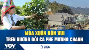 Mùa xuân rộn vui trên nương đồi cà phê Mường Chanh | VOV