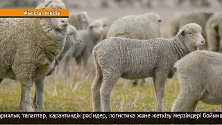Өңір делегациясы Австралияның мал шаруашылығы кәсіпорындарын аралады