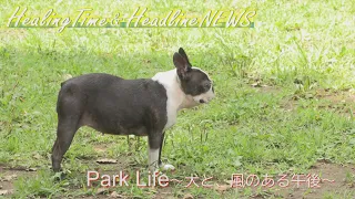 【作業用BGM】ドッグランで遊ぶワンちゃんたちと昭和記念公園の風景