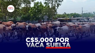 ¡Multa por vacas mal parqueadas en Nicaragua!