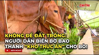 No land left idle: Locals turn canal banks into “food storage” for cattle | CT-TDT