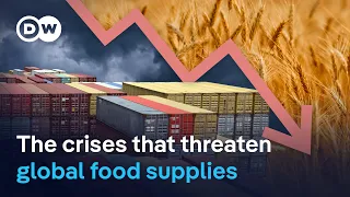 Why millions go hungry despite record harvests | DW News