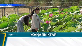 ЖАЙЫҚТА ГҮЛДЕГЕН ЛОТОС: СУ ЭКОЖҮЙЕСІНЕ ЗИЯНЫ БАР МА?