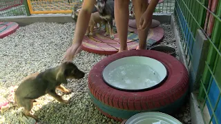 Ljeto u osječkom azilu za napuštene životinje