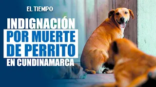 Aberrant case of animal abuse in Cundinamarca; dog was burned alive | EL TIEMPO