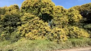 Floración abundante de mango Manila impulsa expectativas económicas en la Cuenca del Papaloapan