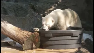 No comment: аюлар мұзбен салқындап жүр