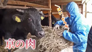 JA京都「京の肉」数井隆夫さん (亀岡市)｜KBS京都テレビ「あぐり京都」 2026年2月放送