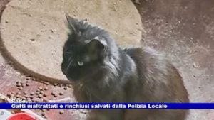 33 gatti maltrattati e rinchiusi in un appartamento: salvati dalla Polizia Locale 24.02.2026