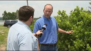 Florida citrus growers see signs of hope as orange production rises after years of decline