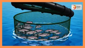 Citizen Planet | Lake Victoria farmers adopt durable, eco-friendly plastic fish cages|