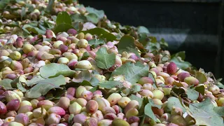 pistachio
