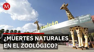 Guanajuato government investigates deaths at León zoo that may not be natural