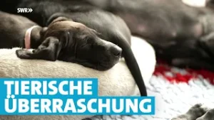 Schwanger vermittelt: Tierheim-Hündin beglückt Familie mit acht süßen Welpen