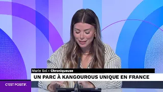 C'EST POSITIF: WORLD BAMBOO DAY AND A KANGAROO PARK