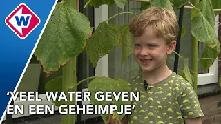 Floris (6) kweekt zelf metershoge zonnebloemen