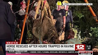 Horse rescued after hours trapped in a ravine