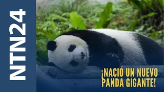A New Giant Panda Is Born! The Heartwarming Story Captivating South Korea