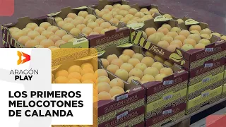 The First Calanda Peaches