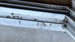 Pest control business battles roach infestation near Wetlands Park