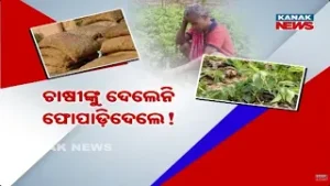 Potato Farmers Declining in Puri | Seeds Rotting in Govt Office Exposes Negligence