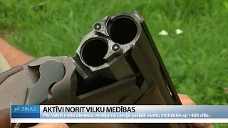 Vilku skaits kopš gadsimta sākuma trīskāršojies – mednieki grib lielāku limitu