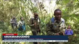 Uko uruhare rw’abaturage mu kurinda Pariki y'Igihugu y’Ibirunga rwongereye umubare w’Ingagi