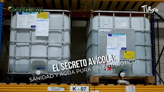 The Poultry Secret: Animal Health and Pure Water Without Antibiotics 🐣🛡️- TvAgro by Juan Gonzalo ...