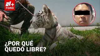 Man who walked Bengal tiger cub in Iztapalapa released