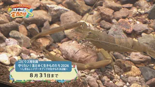 【しまねっこの宅配便X】#15「守りたい！水辺の生きものたち～宍道湖自然館ゴビウス～」