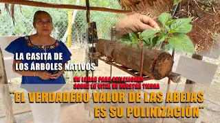 LA CASITA DE LO ARBOLES NATIVOS Y EL VALOR INCALCULABLE DE LAS ABEJAS NATIVAS