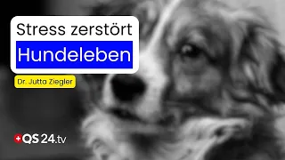 Stress, Anxiety, and Behavioral Issues in Dogs | Dr. Jutta Ziegler | Natural Medicine | QS24