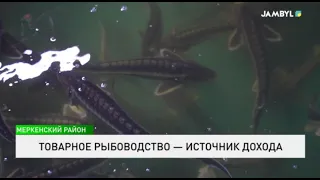 Commercial Fish Farming as a Source of Income