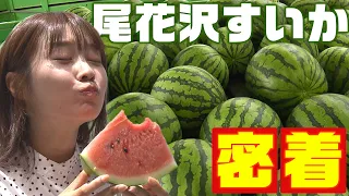 [In Season Now] A Close Look at Obanazawa Watermelon Shipments! Plus Fun Facts You'll Want to Share!